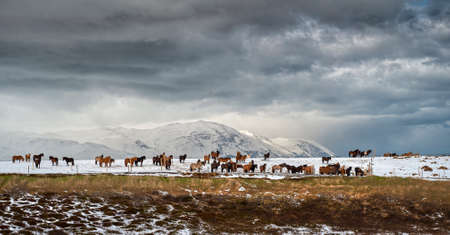 purebred Icelandic horses after a snowfall - Iceland.の写真素材