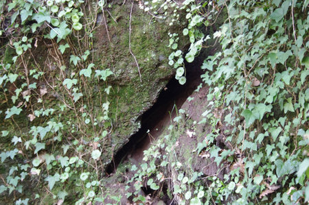 leaves in rock crackの写真素材