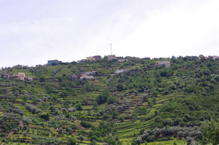 Douro vineyardsの写真素材