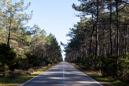 Road with trees on the sides
