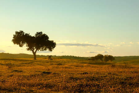 Beautiful Alentejo landscapeの写真素材