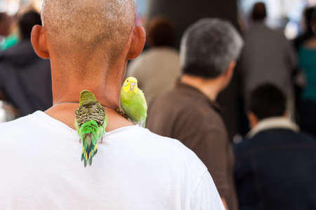 Man in the crowd with two budgies on his shoulderの写真素材