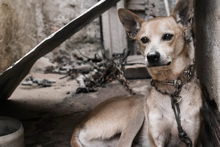 Sad and chained dogのeditorial素材