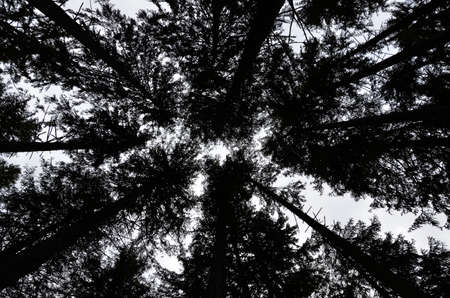 Skywards view of silhouette of trees in forestの写真素材
