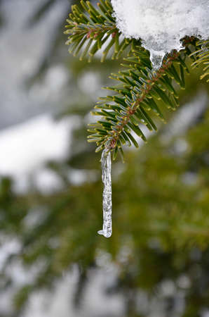 Icicle in a branch of spruce pine treeの写真素材