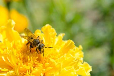 Honey bee collecting pollen on a yellow flowerの写真素材
