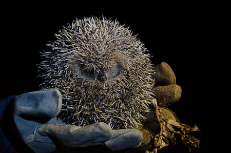 Hedgehog curled held on gloves at night, in Mangualde, Viseu, Portugalの写真素材