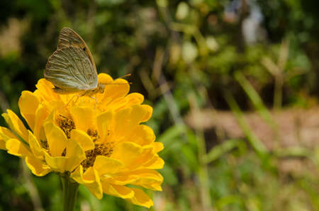 Argynnis butterfly sitting on a zinnia yellow flowerの写真素材
