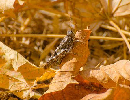 Grasshopper rock camouflage, Trimerotropis verruculata, on a dry leafの写真素材