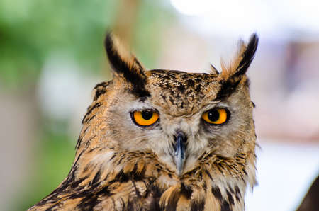 Head of eurasian eagle-owl (bubo bubo) in captivityの写真素材