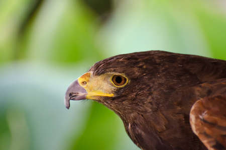 Head of harris hawk (parabuteo unicinctus) in captivityの写真素材