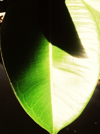 Yin and Yang of a leaf