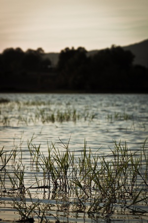 sunset in a lake with waters plantsの写真素材