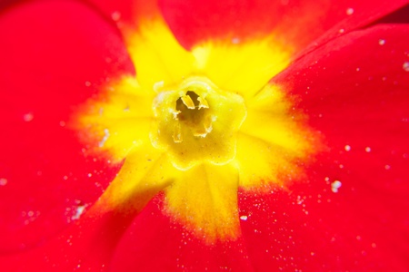 flower red and yellow center detailの写真素材