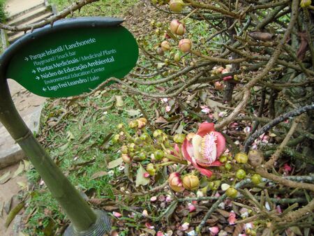 dropped flour in botanical garden with sign in Rio de Janeiro, Brazilの写真素材