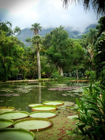 Water lilly in Botanical Garden , Rio de Janeiro, Brazilの写真素材