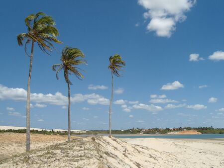 Panoramic view of beautiful river, coconuts tree and sand beach