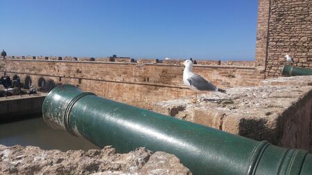 Seagull and old cannon in Essaouira, Moroccoの写真素材