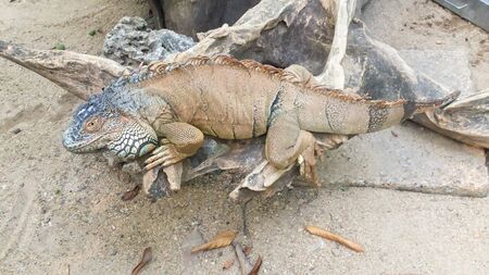 Chameleon camouflaged in shades of brown in the savannahの写真素材