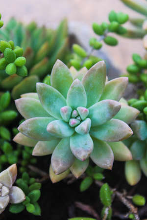 Sedum adolphii Raym. in a beautiful closeup in Brazil as known as hamet