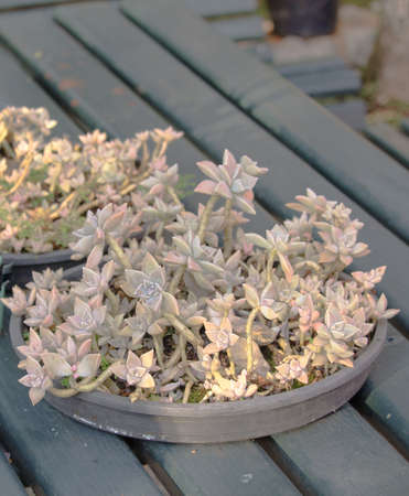 Graptopetalum paraguayense in a beautiful closeup in Brazil as known as mother of pearl plantの写真素材