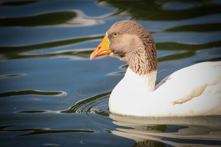 Closeup of a white goose with gray head and blue eyes in te lakeの写真素材