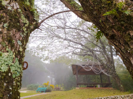 Marvelous pathway in the jungle. Wood floor and misty scene. Lonely path, luxury plants . Amazing lakeの写真素材