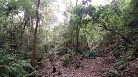 lonely scene with an isolated bench in the forest. Sad image