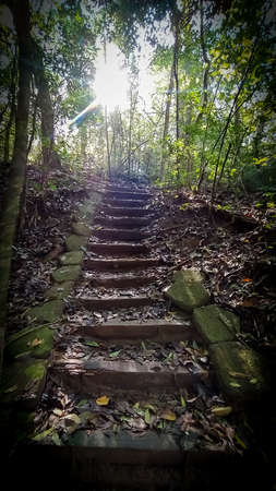 amazing pathway in the woods, besides a small stream of water. Stairs going to the sun. Brazilian...