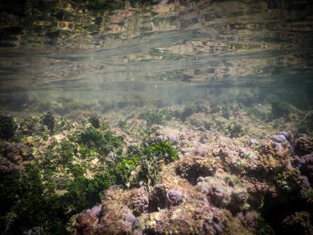 Underwater photo at Boipeba, Bahia, Brazil. Corals and reefs in tropical place.の写真素材