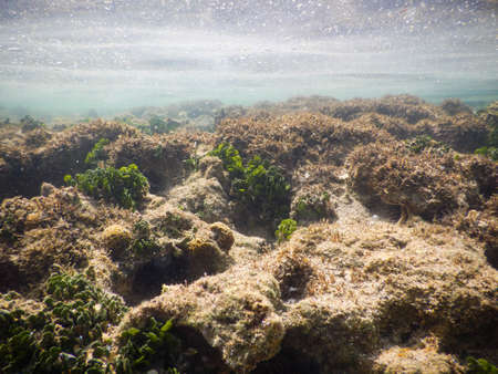 Underwater photo at Boipeba, Bahia, Brazil. Corals and reefs in tropical place.の写真素材