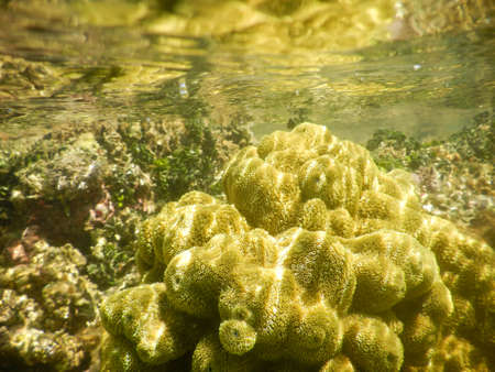Underwater photo at Boipeba, Bahia, Brazil. Corals and reefs in tropical place.の写真素材