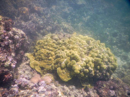 Underwater photo at Boipeba, Bahia, Brazil. Corals and reefs in tropical place.の写真素材