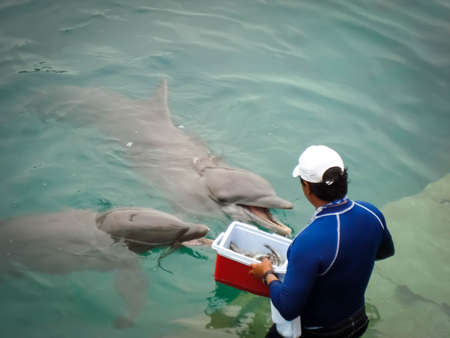 Two dolphins receiving food, fish in Isla Mujeres, Mexico. Keeper guide giving food to dolphinsの写真素材