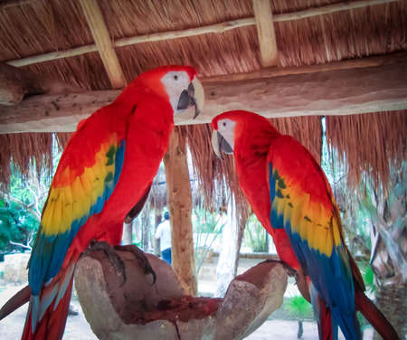 beautiful couple of red macaw eatingの写真素材