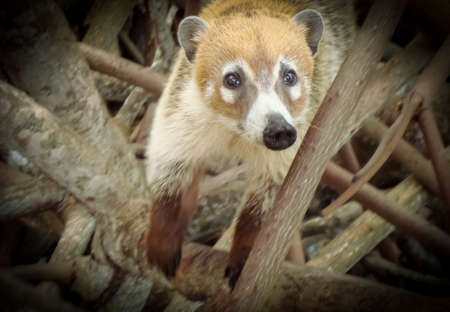 Detail of a coatis face in the mangrove in Yucatan Mexico