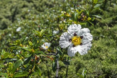 Rock Rose in its natural state, growing wild in the natureの写真素材