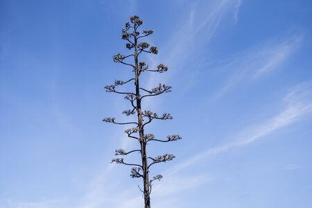 American agave with blue sky in the backgroundの写真素材