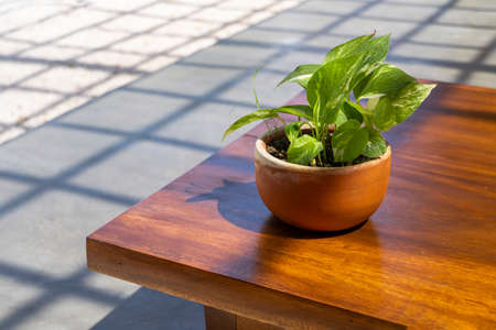 Luxury outside exterior area, wooden table with green plant and cement concrete floor
