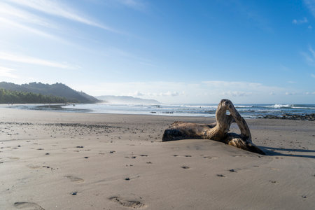 Beautiful empty beach with big peace of drift wood. Tropical exotic beach in Costa Rica backgroundの写真素材