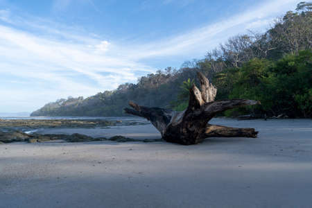 Beautiful empty beach with big peace of drift wood. Tropical exotic beach in Costa Rica backgroundの写真素材