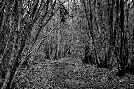Scary Forest in Switzerlandの写真素材