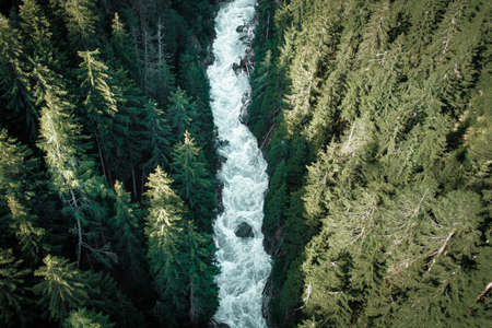 River crossing through the Swiss Forestの写真素材