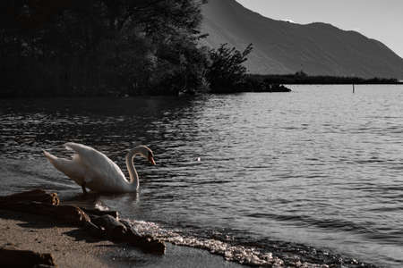 Swan entering the Waterの写真素材