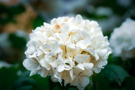 Beautiful white hydrangea flowers blooming in the gardenの写真素材