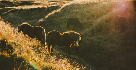 Authentic wild Icelandic horses in nature riding.の写真素材
