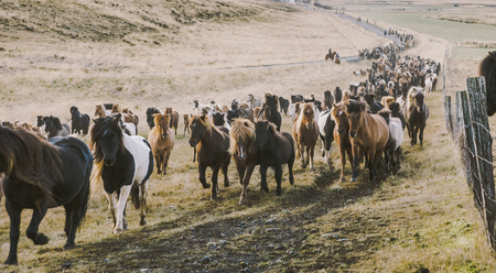 Authentic wild Icelandic horses in nature riding.の写真素材