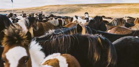 Authentic wild Icelandic horses in nature riding.の写真素材