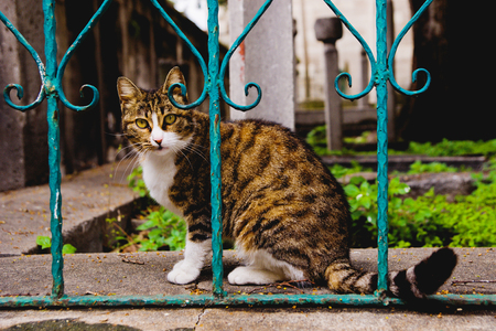 Cat on a fenceの写真素材
