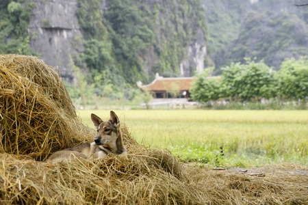 Dogs playing in the woodsの写真素材